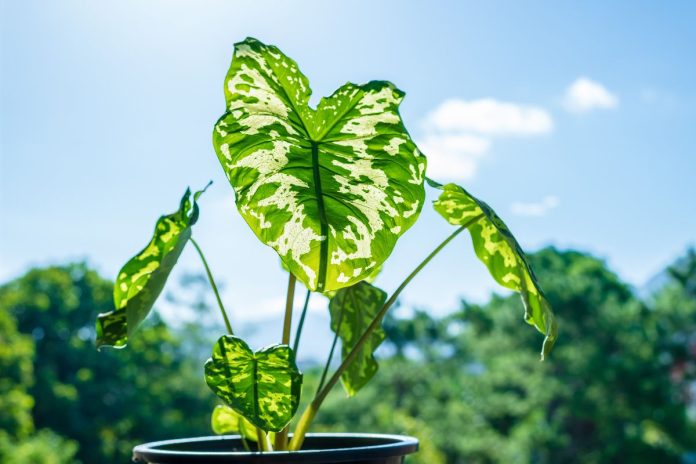 alocasia hilo beauty